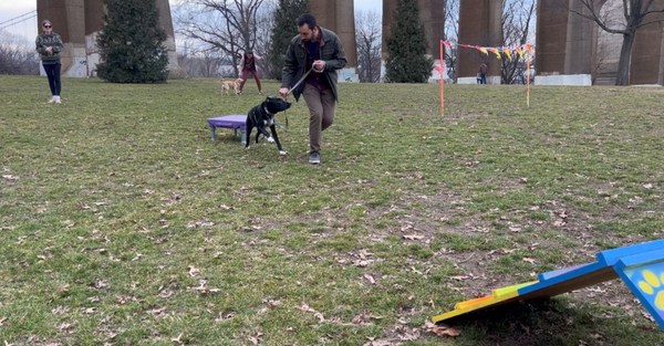 Hero The Top 4 Signs Your Dog Needs Professional Training.jpg