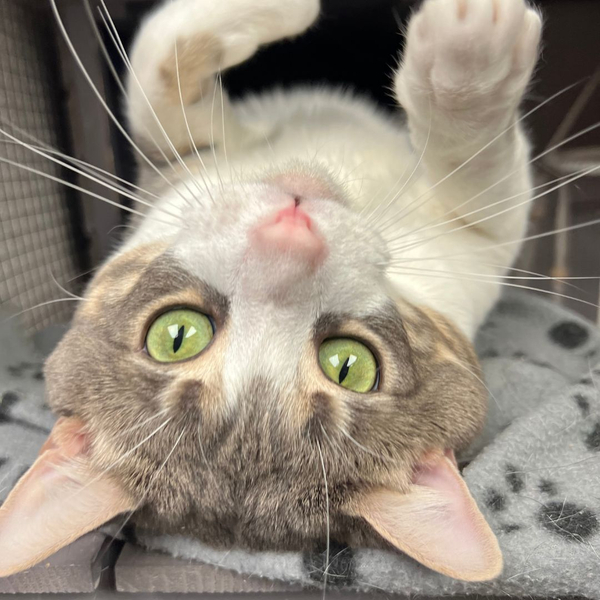 cat on back in crate