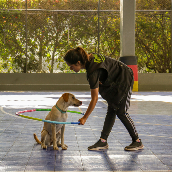 How Much is Basic Training For a Dog_ - 2.png