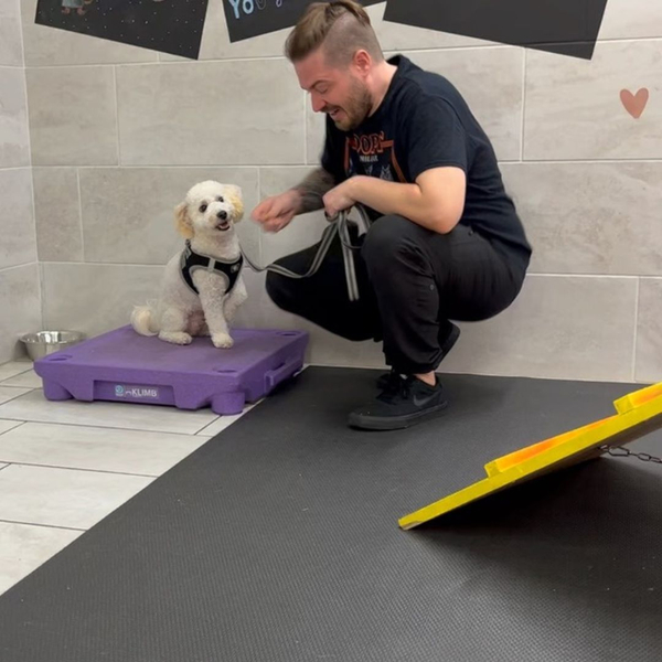At what age is a dog not trainable_3.jpg