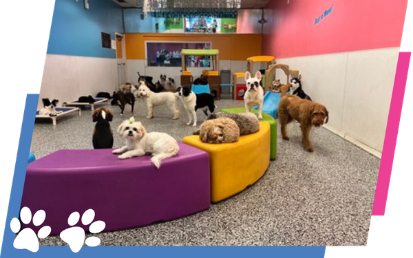 Dog Daycare Image 3.png