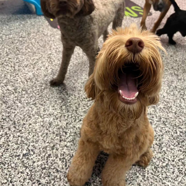 A fluffy brown puppy looks up with an excited, open-mouthed expression in a play area.