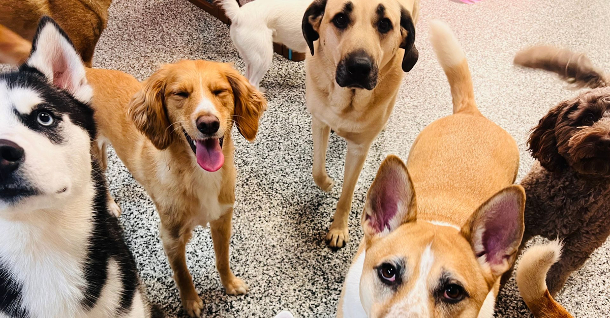What age is too late to train a dog feature.jpg