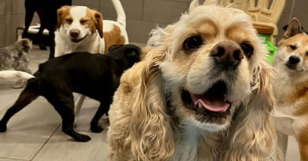 Hero 4 Common Myths About Dog Boarding Debunked.jpg