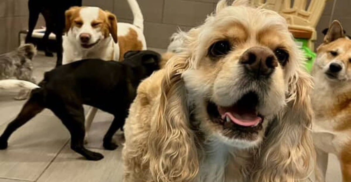 Hero 4 Common Myths About Dog Boarding Debunked.jpg