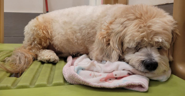 Hero 5 Telltale Signs Your Dog is Bored at Home.jpg