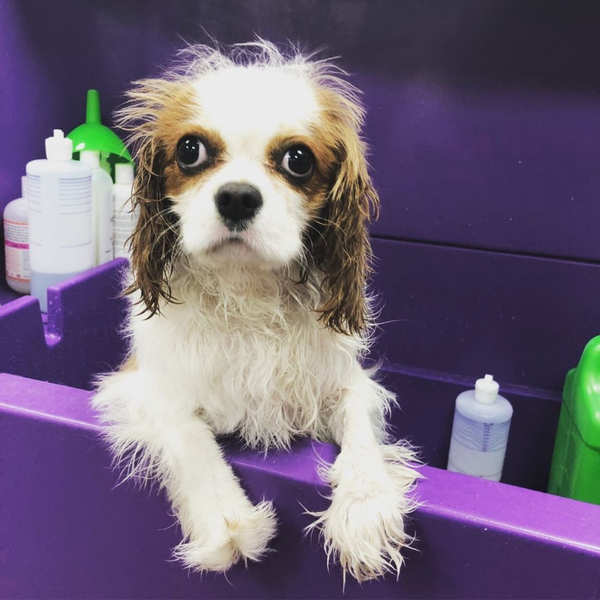 small dog getting a bath