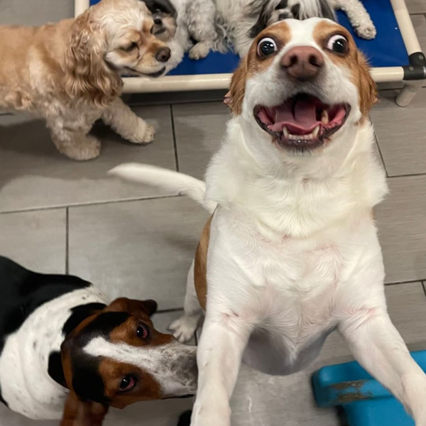 energetic dog