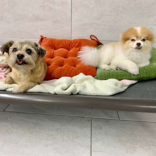 A pair of small, fluffy dogs rest comfortably on a cushioned bench.