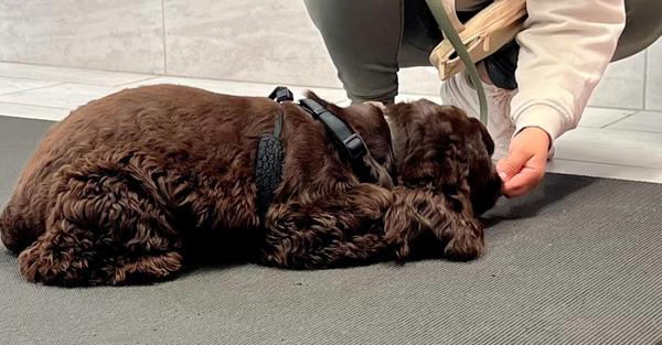 Hero 4 Essential Commands Every Dog Should Learn.jpg