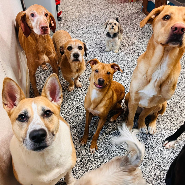 good dogs sitting together