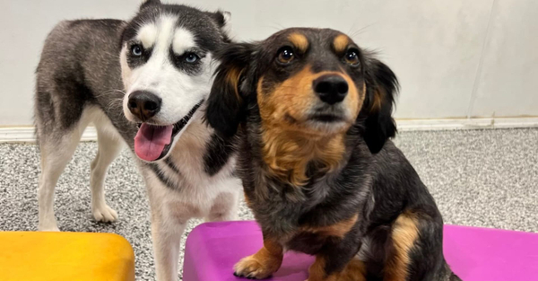 Hero Why Dog Daycare is Beneficial for Your Pet's Socialization.jpg