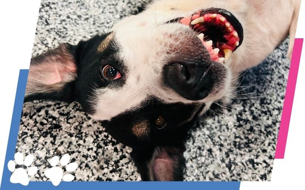 happy dog laying on the floor Dog training 4.jpg