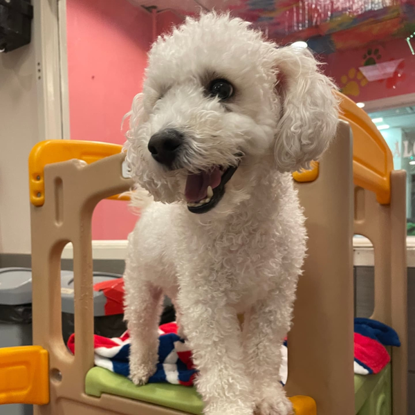 Prepare Your Dog 3.png