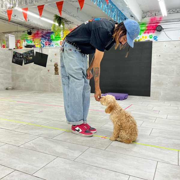small shy dog with owner small shy dog with owner