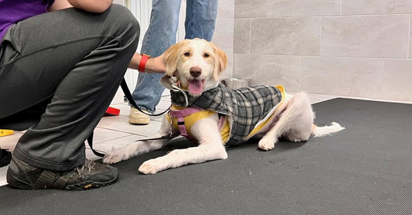 Hero The Top 4 Signs Your Dog Needs Professional Training.jpg