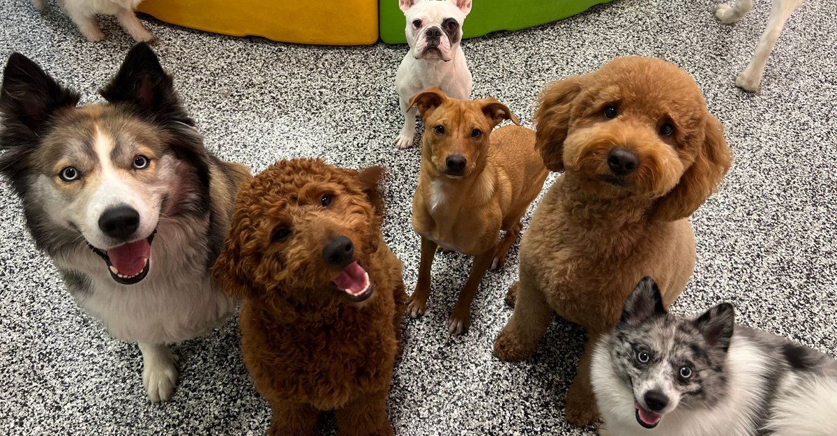 good dogs sitting together