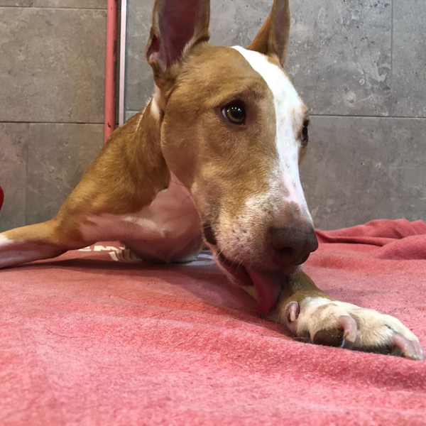 A tan Bull Terrier rests its head peacefully on a red fabric surface.