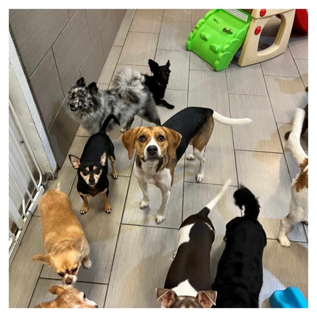 paws update 1 (3).png