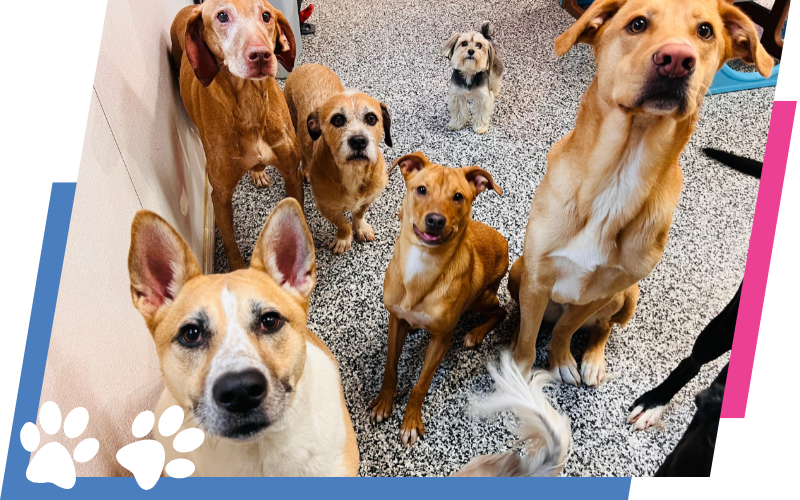 Dog Daycare Image.png