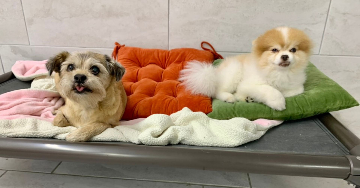 two dogs lying together on dog bed