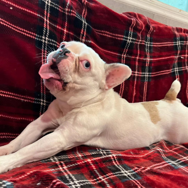 A white French Bulldog lounges comfortably on a red plaid blanket.