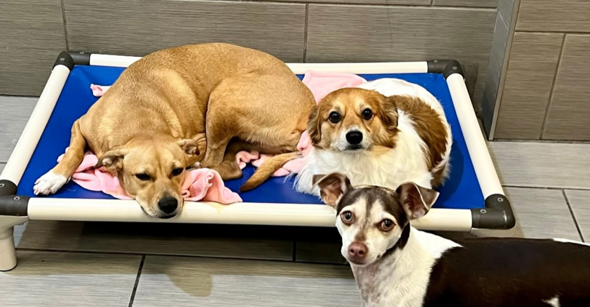 dogs lying together on pet bed