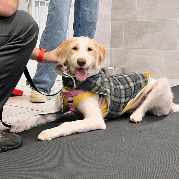 A dog in a checkered vest sits attentively on a leash in a professional facility.