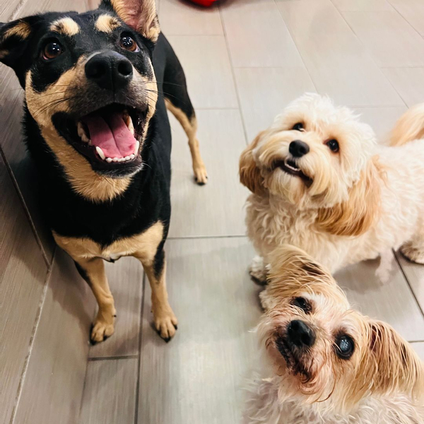dogs standing together in play area