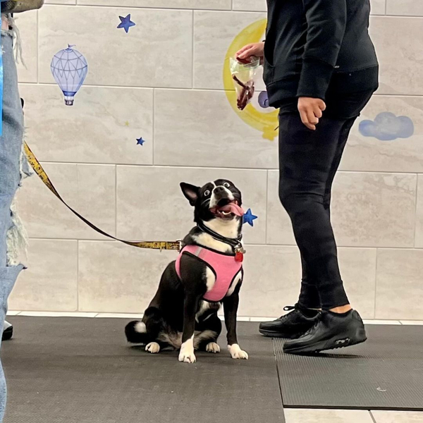 happy dog in training with tongue sticking out happy dog in training with tongue sticking out