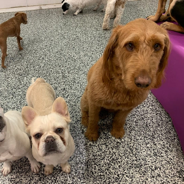 well-behaved dogs sitting down