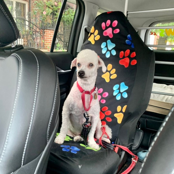 small white dog sitting in backseat of car