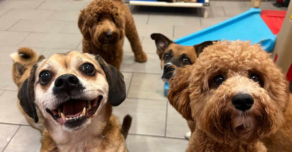 dogs standing together in play area dogs standing together in play area