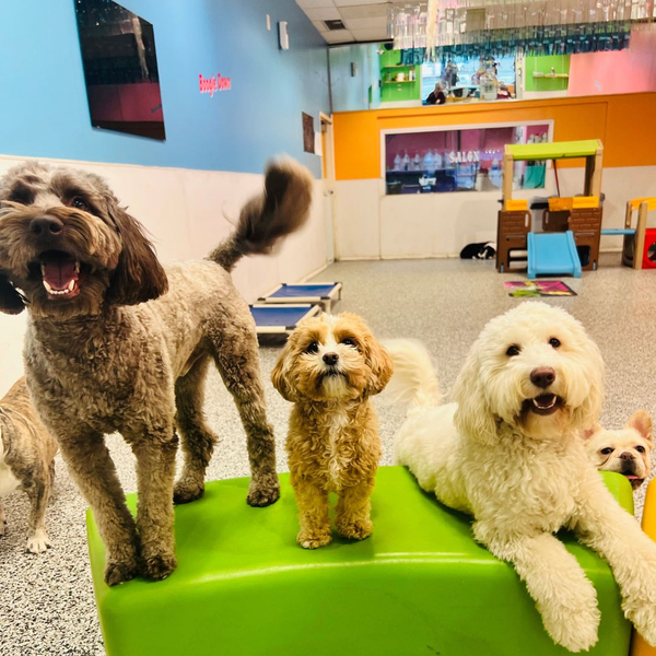 What age is too late to train a dog_2.jpg