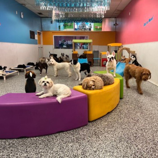 How much should I pay for dog boarding_ 4.jpg