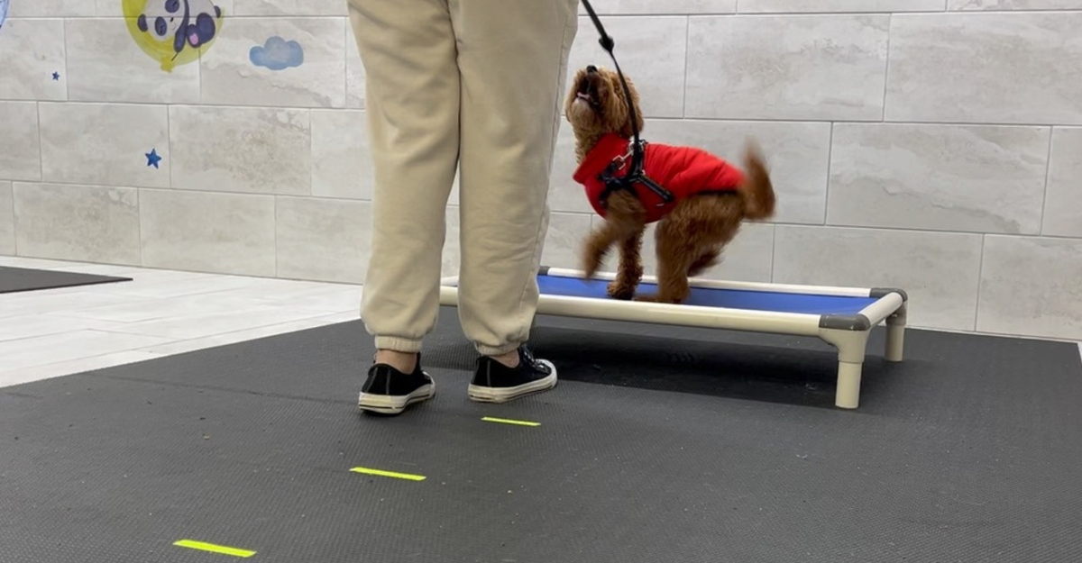 dog training session