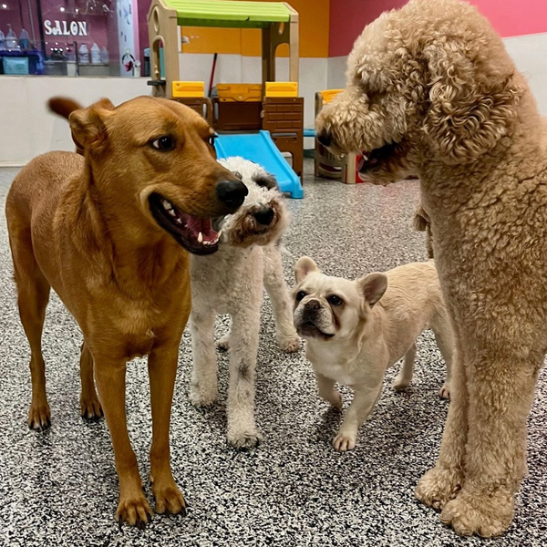 dogs playing with each other