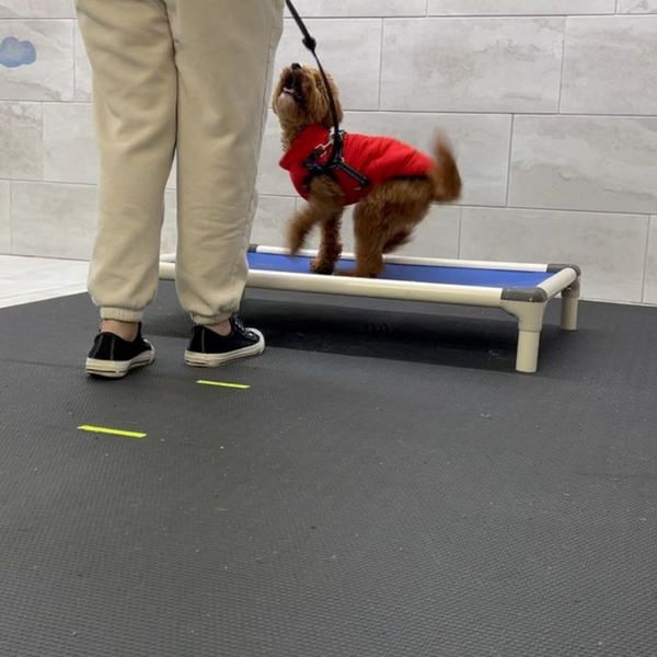 dog with staff member on bed