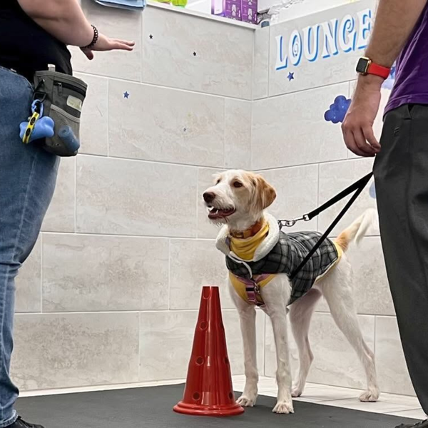 dog training session