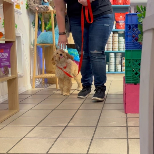 A trainer leads a golden retriever through a brightly colored indoor facility.