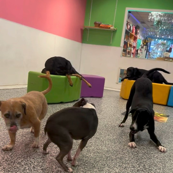 At what age is a dog not trainable_1.jpg