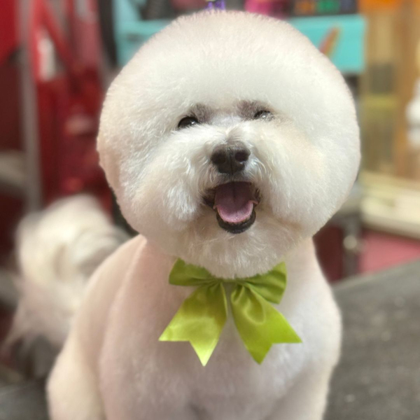At what age is a dog not trainable_2.jpg