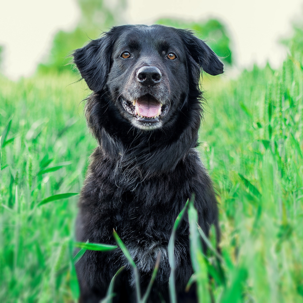 Can You Train a 2-Year-Old Dog_ - 1.png