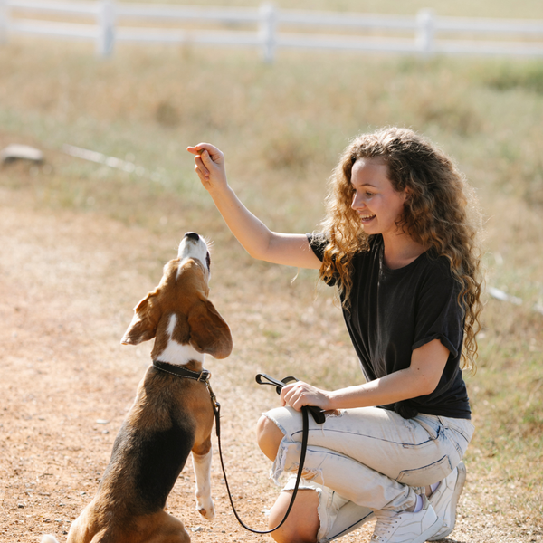 How Long Does it Take to Train a Dog_ - 3.png