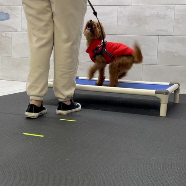 Is It Worth Paying a Dog Trainer_ - 2.png