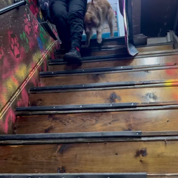staff member walking down stairs with dog