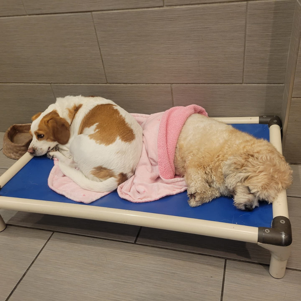 dogs sleeping on a dog bed
