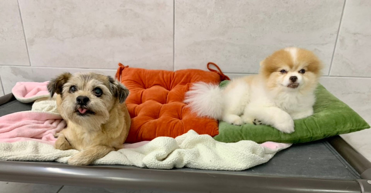 How much should I pay for dog boarding feature.jpg