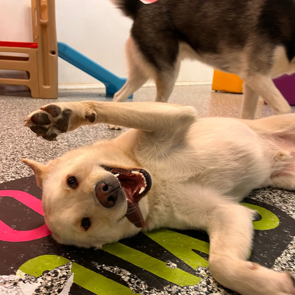 happy and energetic dog