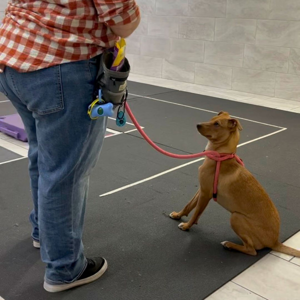 A trainer works with a small brown dog on a leash in a clean, professional environment.